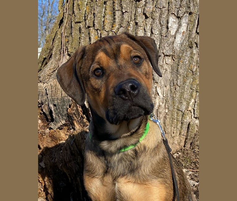 Lenny, a Rottweiler and American Pit Bull Terrier mix tested with EmbarkVet.com