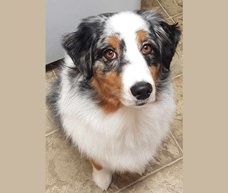 Zoey, an Australian Shepherd Group tested with EmbarkVet.com