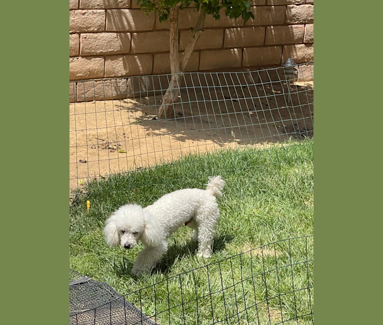 Photo of Giorgio, a Poodle (Small)  in Las Vegas, Nevada, USA