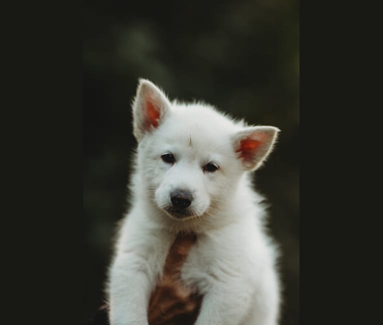 Marshall, a German Shepherd Dog and Siberian Husky mix tested with EmbarkVet.com