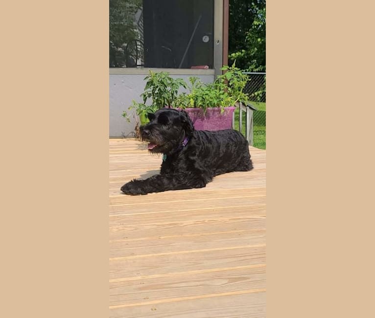 Photo of Nightingale, a Black Russian Terrier  in Hampton, Virginia, USA