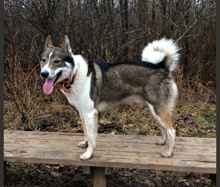 Flint, a West Siberian Laika tested with EmbarkVet.com