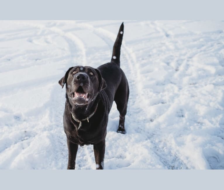 Blue, a Labrador Retriever tested with EmbarkVet.com