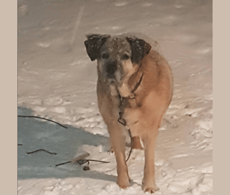 Photo of Cooper, a German Shepherd Dog, Saint Bernard, Labrador Retriever, American Pit Bull Terrier, Alaskan Malamute, and Mixed mix in Dartmouth, Nova Scotia, Canada
