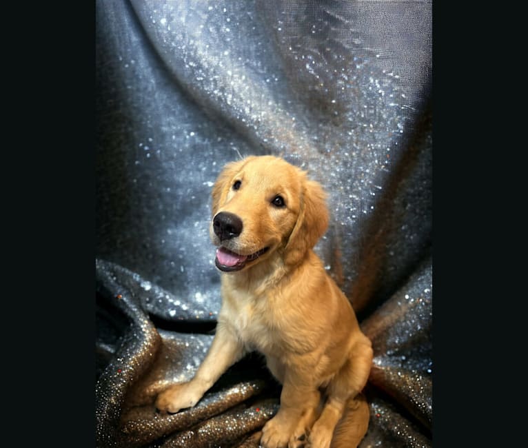 Angel Baby, a Golden Retriever tested with EmbarkVet.com