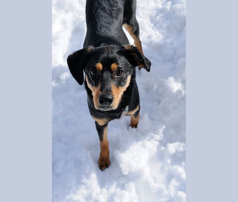 Stella, an Australian Shepherd and Black and Tan Coonhound mix tested with EmbarkVet.com
