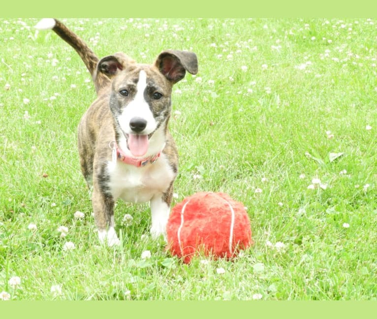 Rylie, a Mountain Cur and Rat Terrier mix tested with EmbarkVet.com