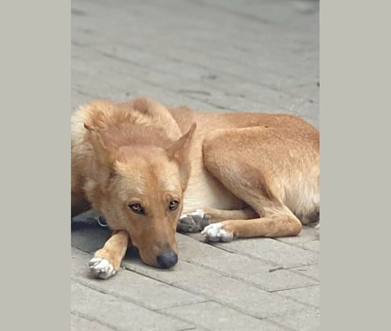 Belle, a German Shepherd Dog and Basenji mix tested with EmbarkVet.com