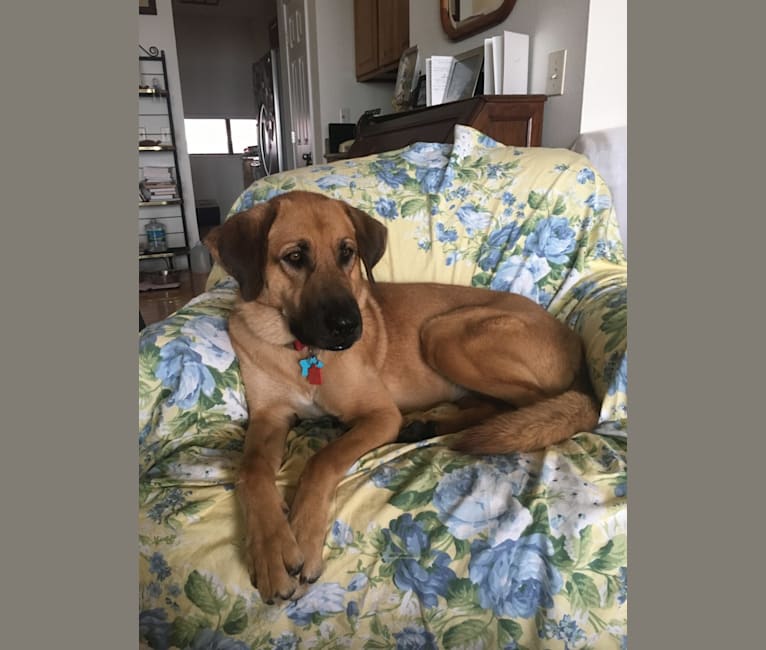 Ella, an Anatolian Shepherd Dog and Bloodhound mix tested with EmbarkVet.com