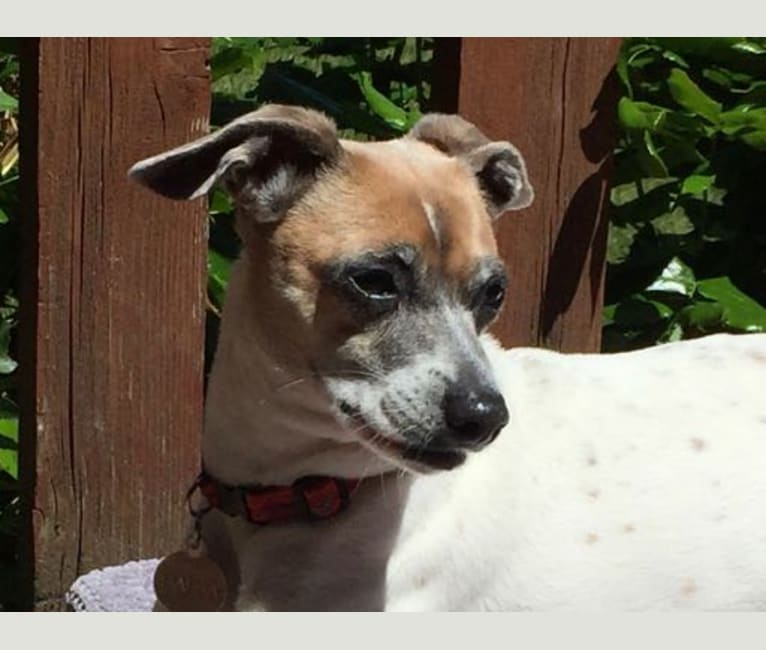 Salsa, a Chihuahua and Russell-type Terrier mix tested with EmbarkVet.com