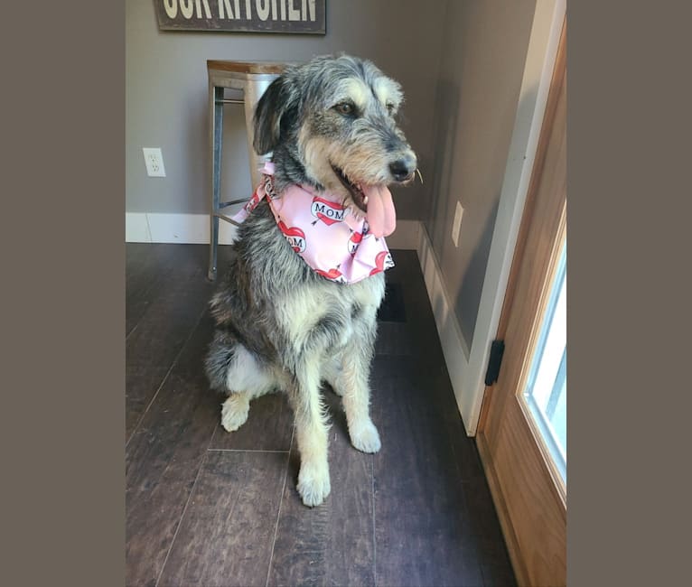Alaskan malamute poodle mix clearance