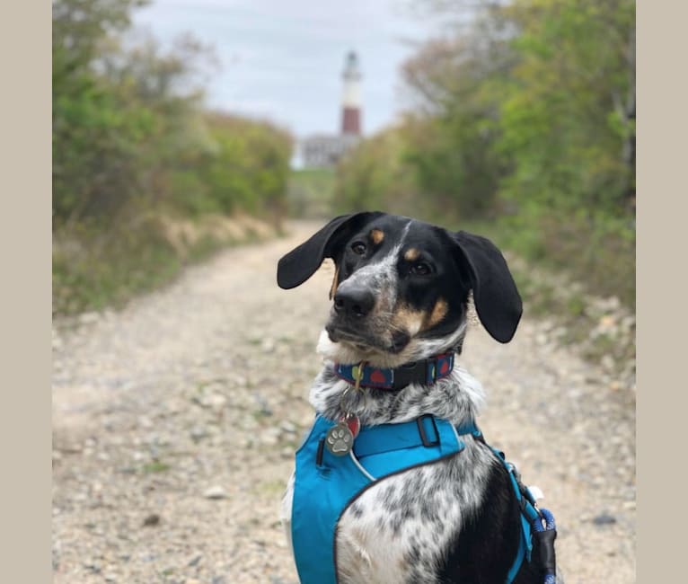 Bluetick shepherd mix hotsell