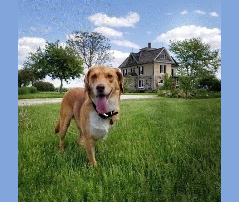 Lu, a Beagle and American Foxhound mix tested with EmbarkVet.com
