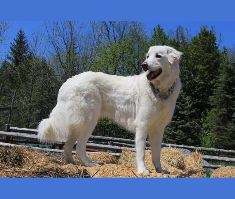 Milo, a Maremma Sheepdog tested with EmbarkVet.com