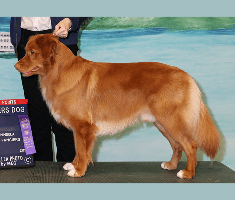 Gregory, a Nova Scotia Duck Tolling Retriever tested with EmbarkVet.com