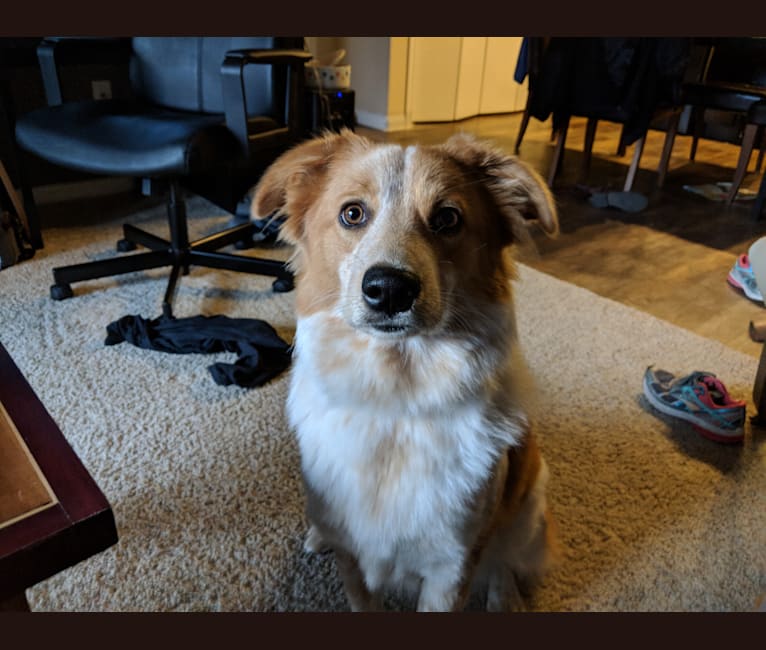 Great pyrenees and australian cattle dog mix best sale