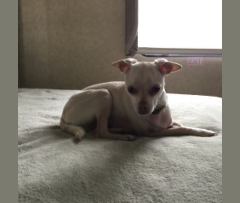 Dali Boi Dogg, a Chihuahua tested with EmbarkVet.com