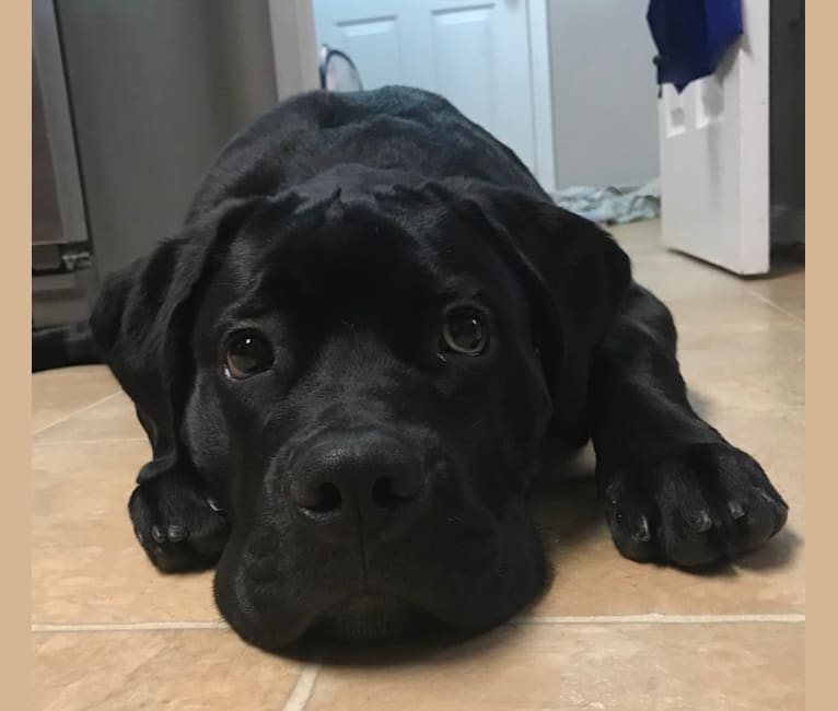 Max, a Bullmastiff and Newfoundland mix tested with EmbarkVet.com