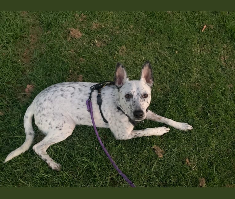 Bowie, an Australian Cattle Dog and Border Collie mix tested with EmbarkVet.com