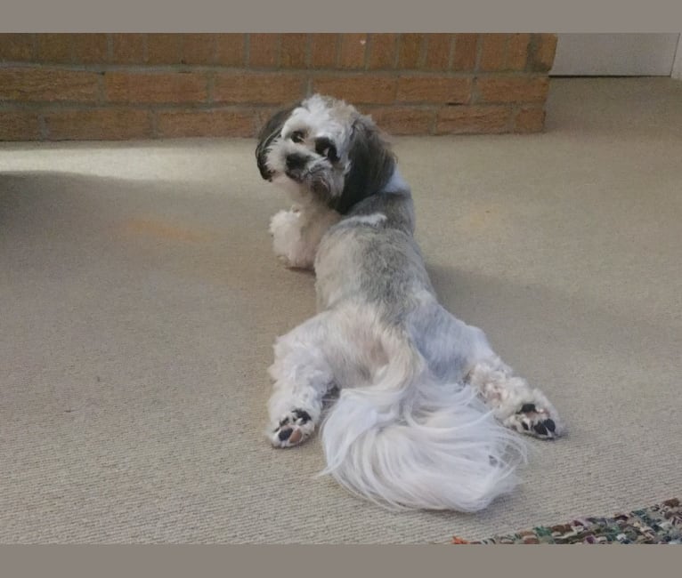 Louie, a Shih Tzu and Cocker Spaniel mix tested with EmbarkVet.com