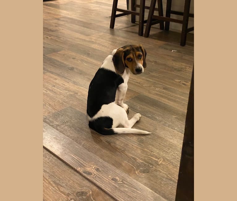 Walker tree online hound beagle mix