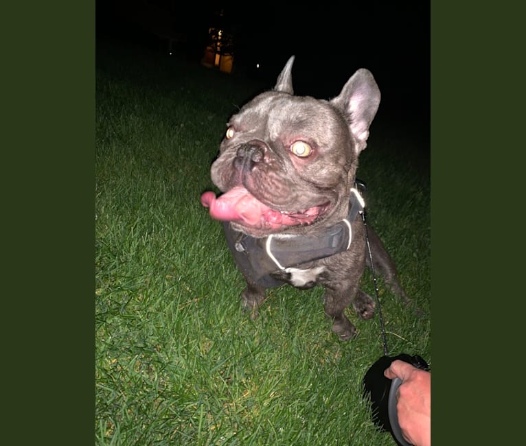 Photo of Nardo, a French Bulldog  in Addison, IL, USA