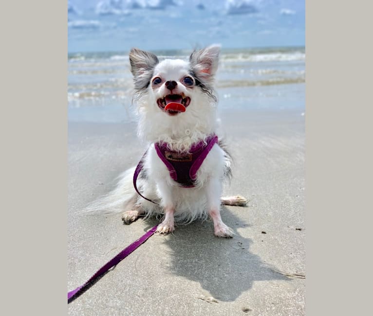 Mushi, a Chihuahua tested with EmbarkVet.com