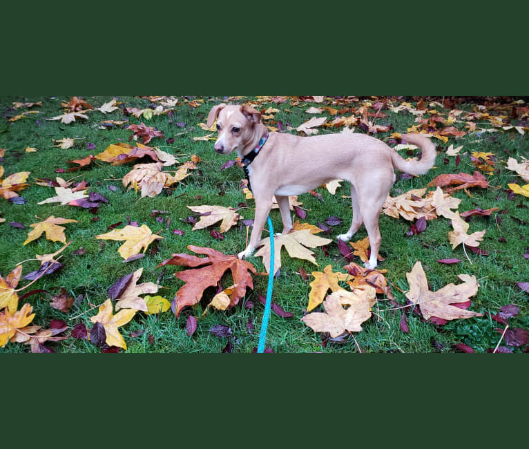Marnie, a Chihuahua and Dachshund mix tested with EmbarkVet.com