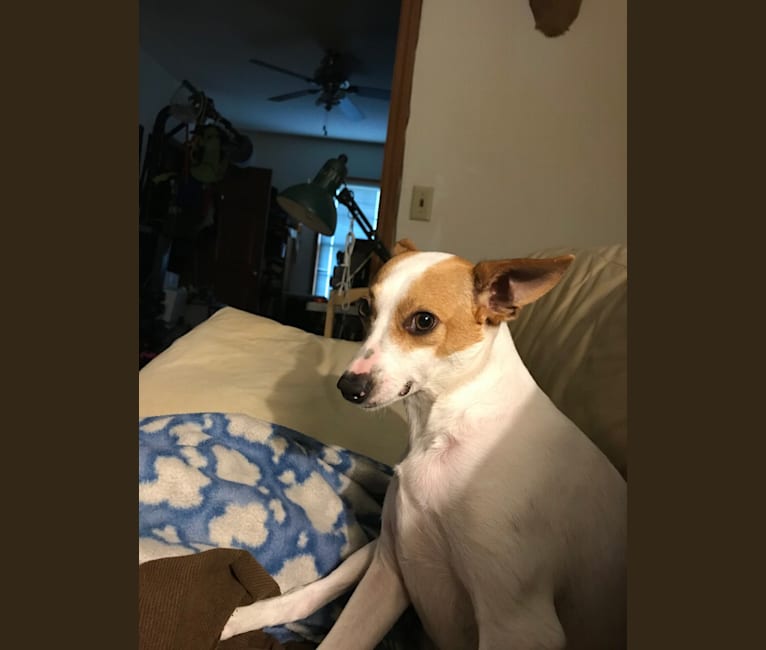 Photo of Brutus, a Russell-type Terrier, Rat Terrier, Toy Fox Terrier, Miniature Pinscher, and Mixed mix in Berkey, Ohio, USA