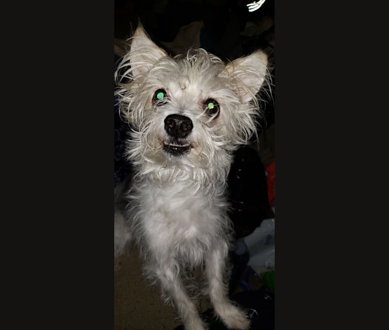 Rat terrier maltese best sale