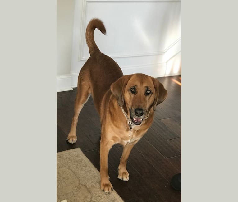 Embark Dog DNA Test Breed