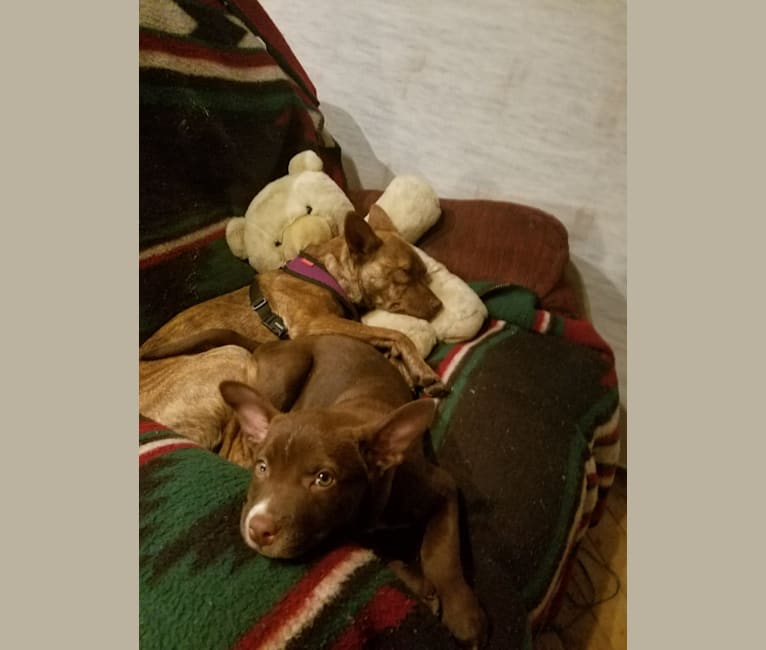 Coyote, a Boston Terrier and Labrador Retriever mix tested with EmbarkVet.com
