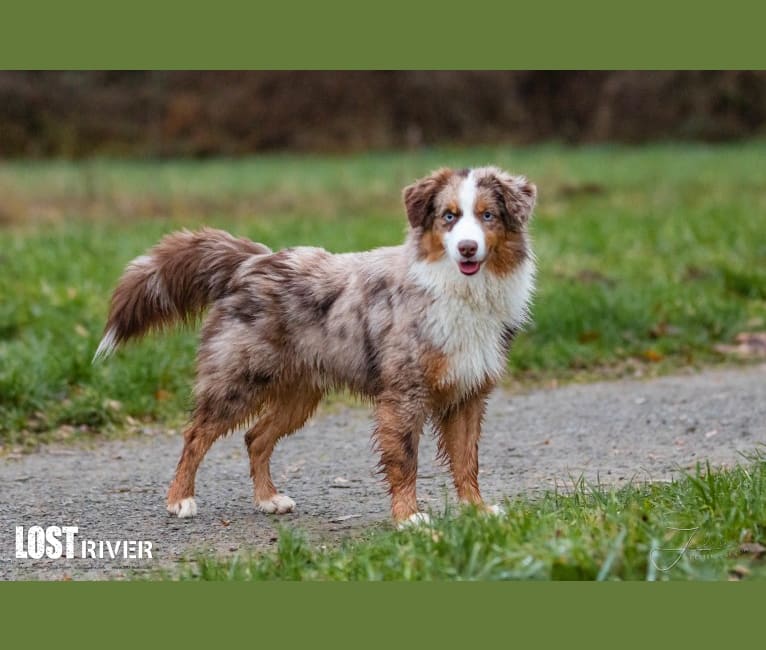 Miles, an Australian Shepherd tested with EmbarkVet.com