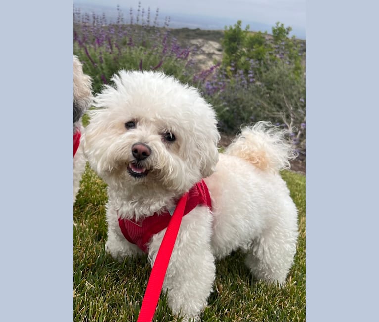 Molly, a Bichonpoo (29.3% unresolved) tested with EmbarkVet.com