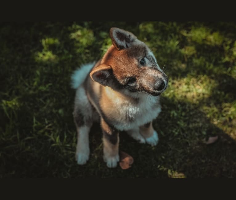 Juniper, a Shikoku tested with EmbarkVet.com