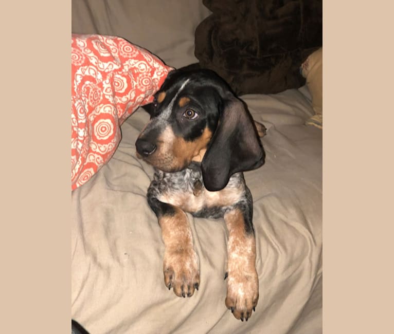 Blue merle coonhound discount