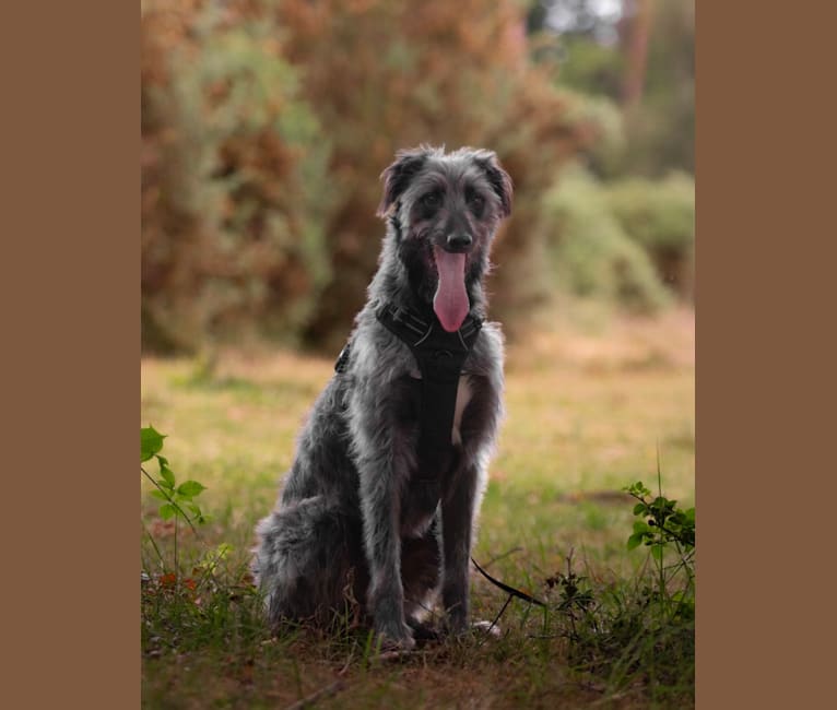 Lupin, a Greyhound and Border Collie mix tested with EmbarkVet.com