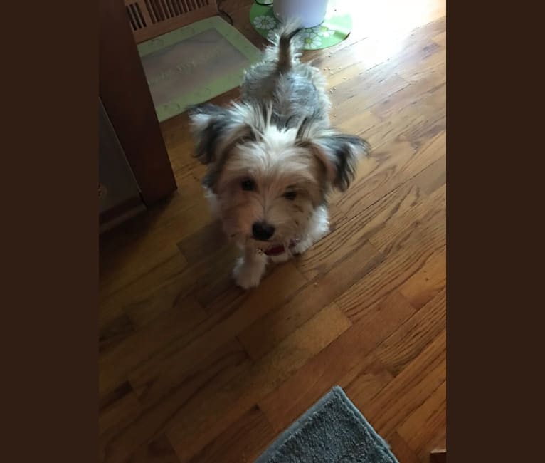 Louis Jay, a Pomeranian and Yorkshire Terrier mix tested with EmbarkVet.com