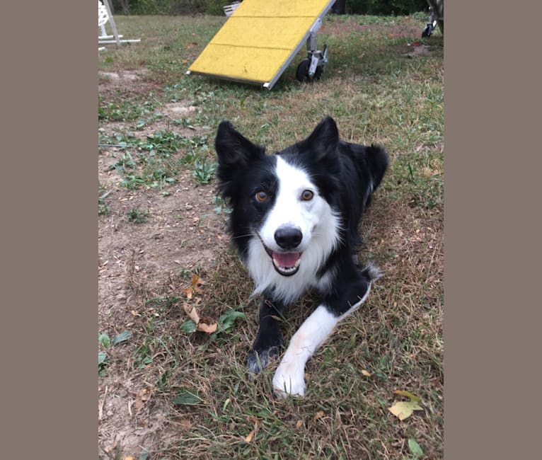 Ripper, a Border Collie tested with EmbarkVet.com