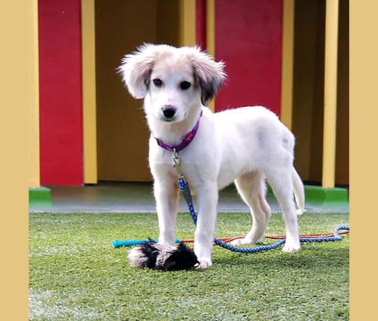 treeing walker coonhound great pyrenees mix