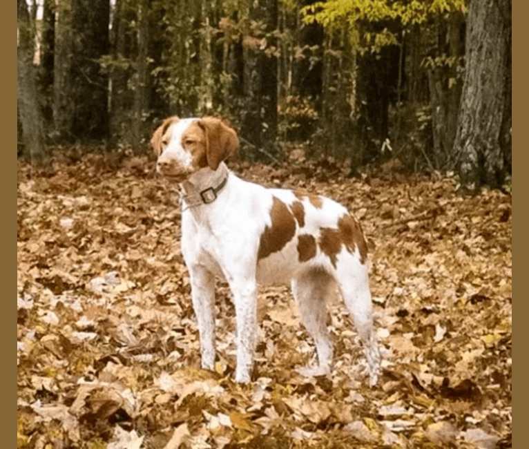 Belle, a Brittany tested with EmbarkVet.com