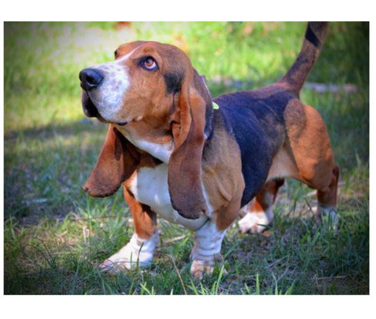 Teddy, a Basset Hound tested with EmbarkVet.com