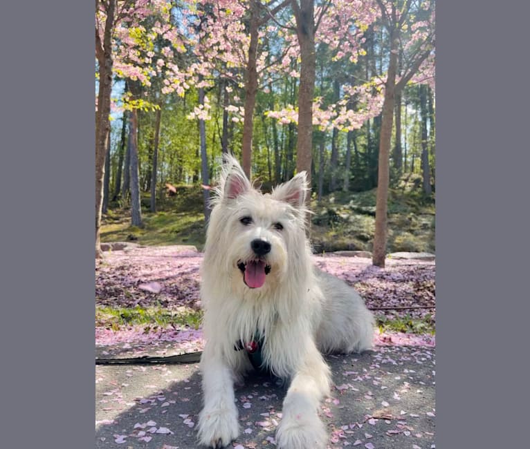 Ollie, a Central Asian Village Dog tested with EmbarkVet.com