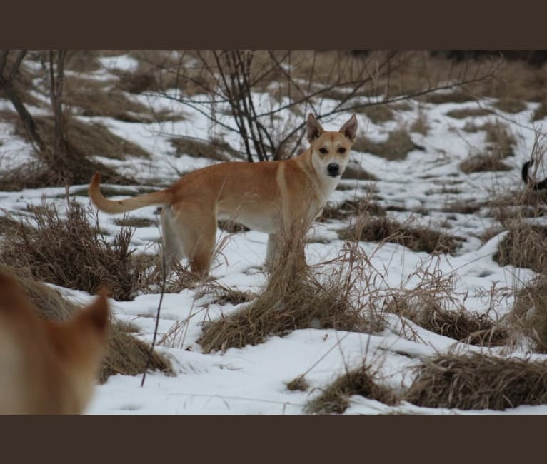Photo of Loomy, a Carolina Dog 