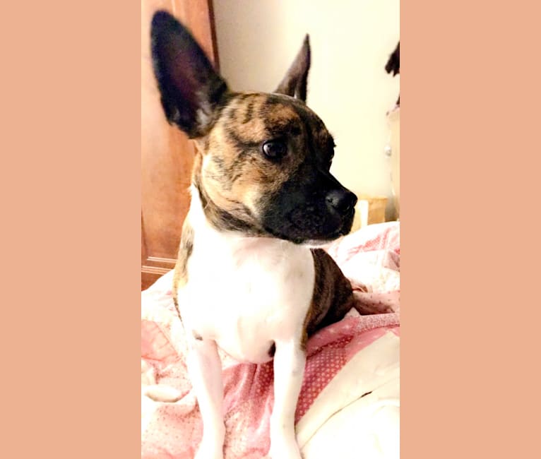Laika Dee, a Boston Terrier and Shih Tzu mix tested with EmbarkVet.com