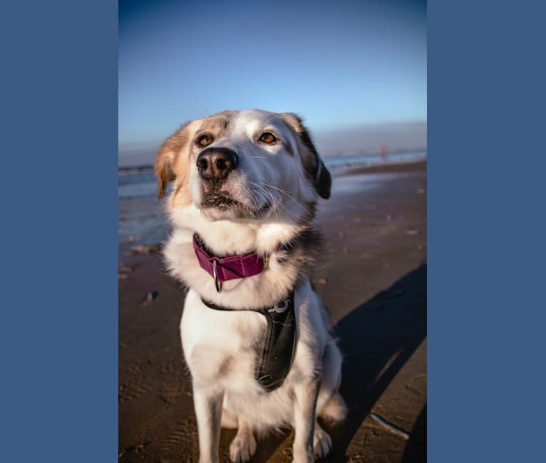 Indy, an European Village Dog tested with EmbarkVet.com