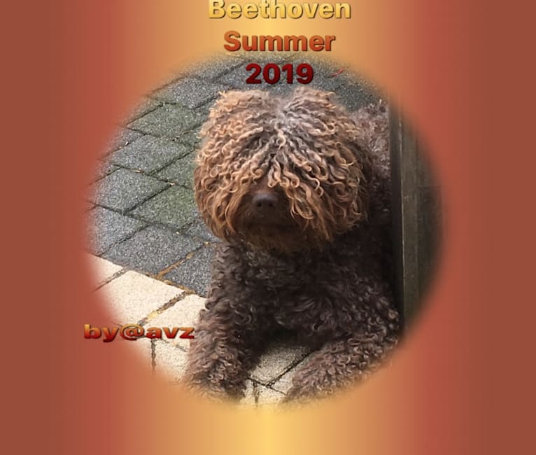 Maestro or Beethoven 🎻 He listens to both 😅😉🇳🇱, a Spanish Water Dog tested with EmbarkVet.com