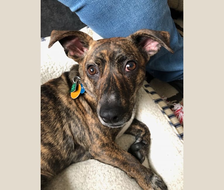 Reggie, a Dachshund and Rat Terrier mix tested with EmbarkVet.com