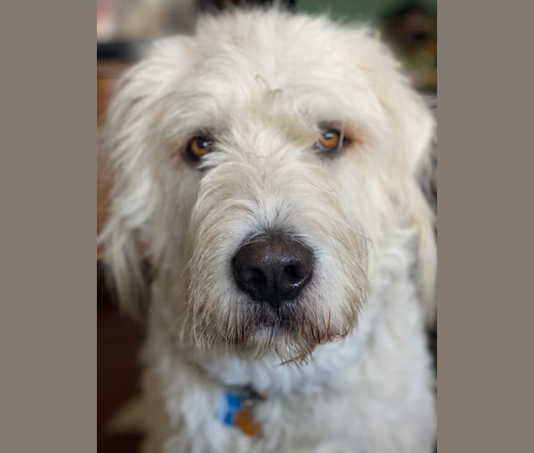 Phinehas, a Great Pyrenees and Komondor mix tested with EmbarkVet.com