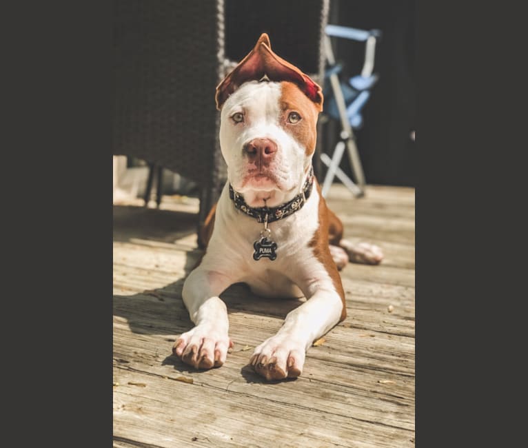 Photo of Puma, an American Pit Bull Terrier, American Staffordshire Terrier, and Boxer mix in Georgia, USA